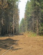Bare earth forms a trail running through the middle of a forest with burned, standing trees on the left and green, standing trees on the right. A fire hose runs down the center of the cleared trail.